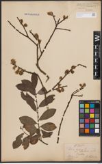 Foto von Salix cinerea L.